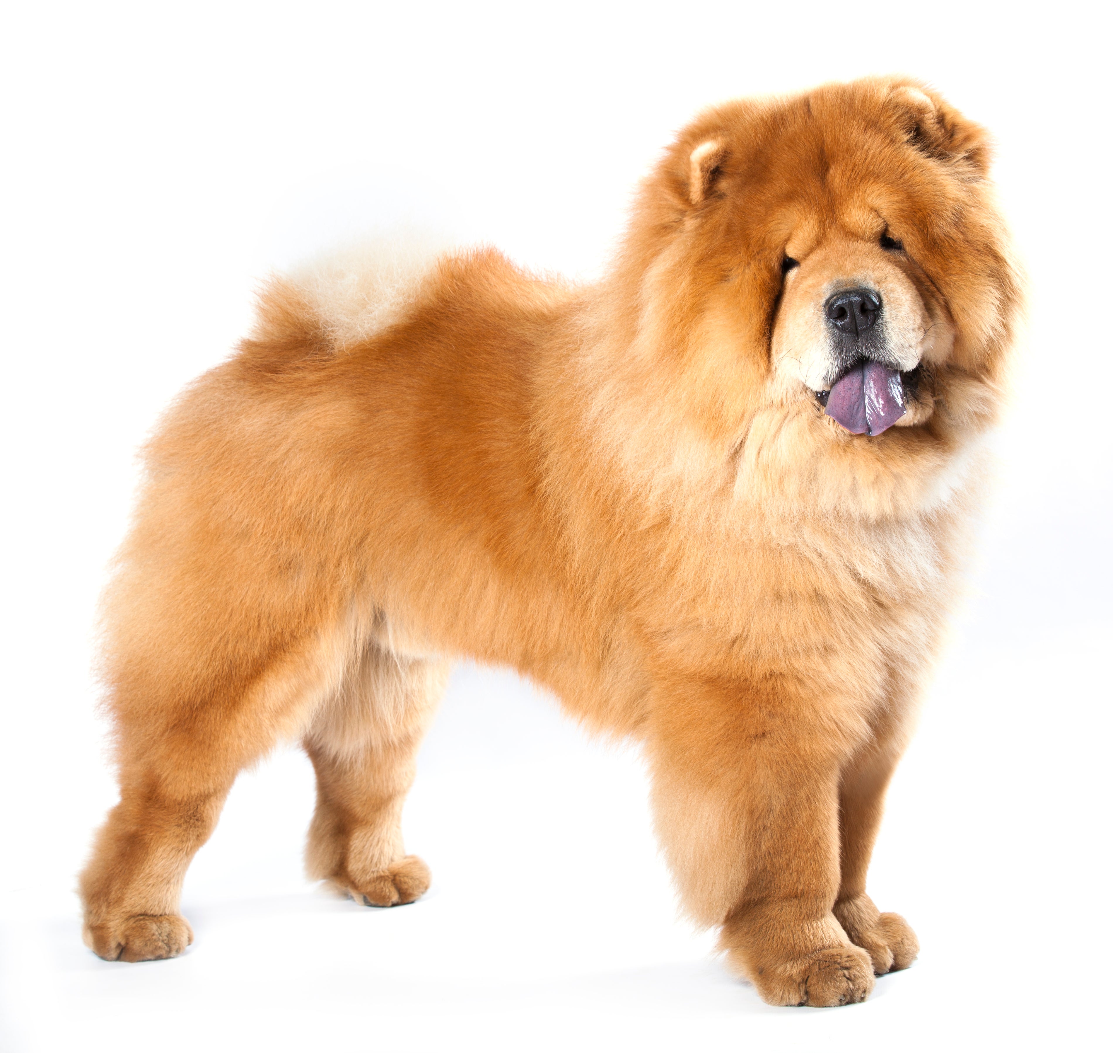 Pure chow chow puppies for sale hotsell